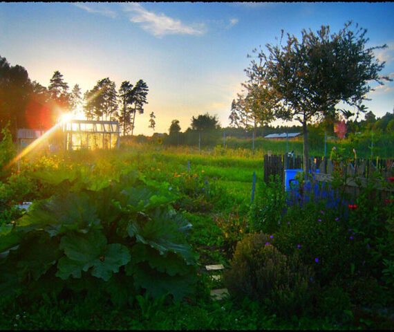 Carol Reed – East Side Story